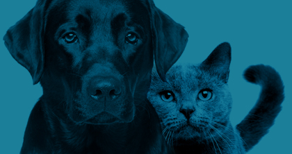 Pets gato e cão