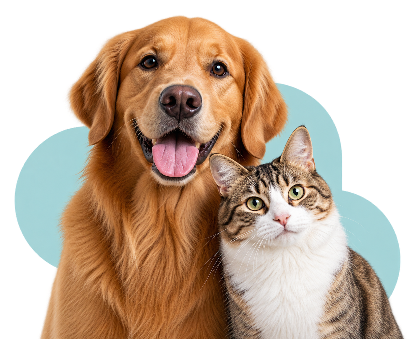 Cachorro e gato